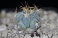 Echinocactus horizonthalonius PD 67_02